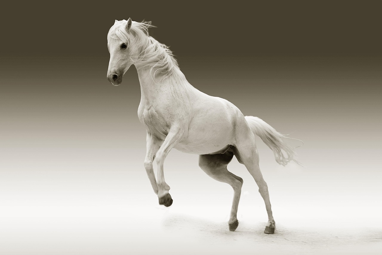 Image motivation cheval avec citation inspirante. Image motivation cheval avec citation inspirante.
